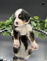 Black Collar , a male Bernese Mountain Dog for sale in Columbus, US – 5 of 7