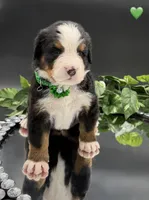 Green Collar, a male Bernese Mountain Dog for sale in Columbus, US – 6 of 10