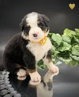 Yellow Collar, a male Bernese Mountain Dog for sale in Columbus, US – 7 of 10