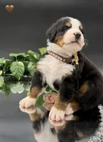 Brown Collar, a male Bernese Mountain Dog for sale in Columbus, US – 8 of 10