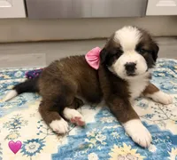 Pink Collar, a female Bernese Mountain Dog and Saint Bernard for sale in Columbus, US – 6 of 8