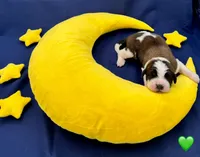 Green Collar - Dep. hold, a male Saint Bernard for sale in Columbus, US – Photo 4 of 10