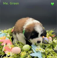 Green Collar - Dep. hold, a male Saint Bernard for sale in Columbus, US – Photo 7 of 10