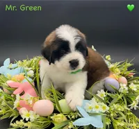 Green Collar - Dep. hold, a male Saint Bernard for sale in Columbus, US – Photo 5 of 10