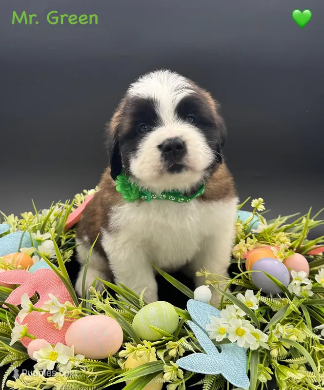 Green Collar - Dep. hold, a male Saint Bernard for sale in Columbus, US – Photo 1 of 10