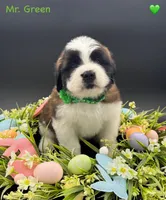 Green Collar - Dep. hold, a male Saint Bernard for sale in Columbus, US – Photo 1 of 10
