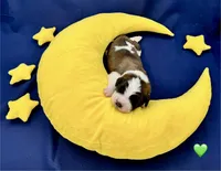 Green Collar - Dep. hold, a male Saint Bernard for sale in Columbus, US – Photo 3 of 10