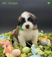 Green Collar - Dep. hold, a male Saint Bernard for sale in Columbus, US – Photo 10 of 10