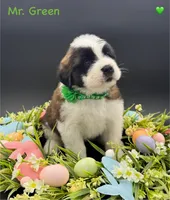 Green Collar - Dep. hold, a male Saint Bernard for sale in Columbus, US – Photo 9 of 10