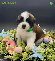 Green Collar - Dep. hold, a male Saint Bernard for sale in Columbus, US – Photo 6 of 10
