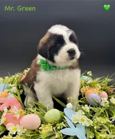 Green Collar - Dep. hold, a male Saint Bernard for sale in Columbus, US – Photo 8 of 10