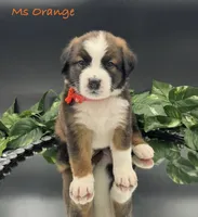 Orange Collar, a female Bernese Mountain Dog and Saint Bernard for sale in Columbus, US – Photo 1 of 10