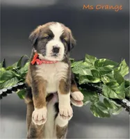 Orange Collar, a female Bernese Mountain Dog and Saint Bernard for sale in Columbus, US – Photo 9 of 10