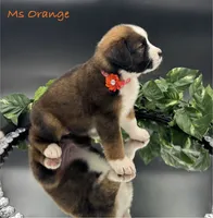 Orange Collar, a female Bernese Mountain Dog and Saint Bernard for sale in Columbus, US – Photo 2 of 10