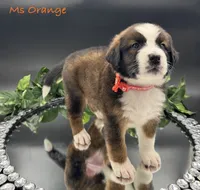 Orange Collar, a female Bernese Mountain Dog and Saint Bernard for sale in Columbus, US – Photo 5 of 10