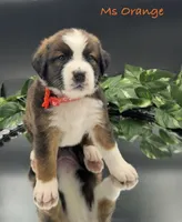 Orange Collar, a female Bernese Mountain Dog and Saint Bernard for sale in Columbus, US – Photo 7 of 10