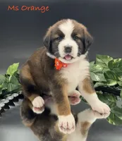 Orange Collar, a female Bernese Mountain Dog and Saint Bernard for sale in Columbus, US – Photo 3 of 10