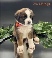 Orange Collar, a female Bernese Mountain Dog and Saint Bernard for sale in Columbus, US – Photo 10 of 10