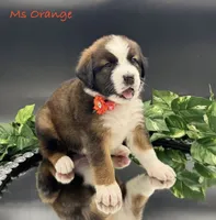 Orange Collar, a female Bernese Mountain Dog and Saint Bernard for sale in Columbus, US – Photo 8 of 10