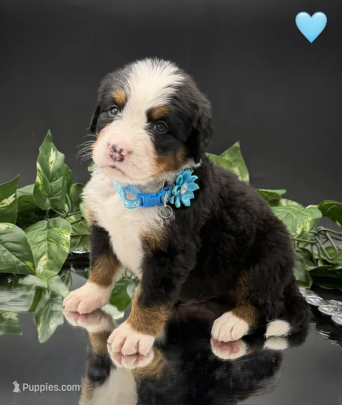 Light Blue – Bernese Mountain Dog puppy for sale in Columbus, OH, US