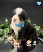 Light Blue, a male Bernese Mountain Dog for sale in Columbus, US – 1 of 10