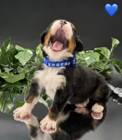 Dark Blue Collar, a male Bernese Mountain Dog for sale in Columbus, US – 5 of 10