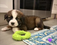 Purple Collar, a female Bernese Mountain Dog and Saint Bernard for sale in Columbus, US – 7 of 8