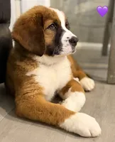 Purple Collar, a female Bernese Mountain Dog and Saint Bernard for sale in Kingston, OH – 3 of 10