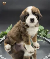 Brown Collar, a male Bernese Mountain Dog and Saint Bernard for sale in Columbus, US – 4 of 6