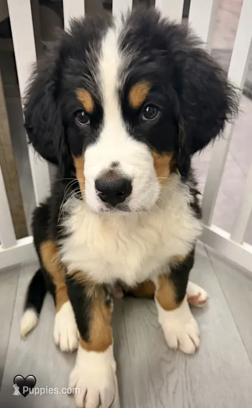 Black Collar  – Bernese Mountain Dog puppy for sale in Kingston, OH