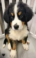 Black Collar , a male Bernese Mountain Dog for sale in Kingston, OH – 1 of 8