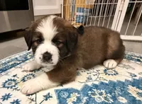 Black Collar, a female Bernese Mountain Dog and Saint Bernard for sale in Columbus, US – 6 of 9