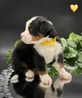 Yellow Collar, a male Bernese Mountain Dog for sale in Columbus, US – 10 of 10