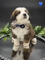 Dark Blue Collar, a male Bernese Mountain Dog and Saint Bernard for sale in Columbus, US – 10 of 10