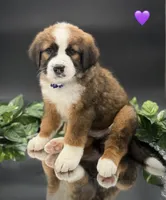 Purple Collar, a female Bernese Mountain Dog and Saint Bernard for sale in Kingston, OH – 2 of 10