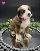 Pink Collar, a female Bernese Mountain Dog and Saint Bernard for sale in Kingston, OH – 6 of 10