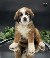 Black Collar, a female Bernese Mountain Dog and Saint Bernard for sale in Kingston, OH – 4 of 10