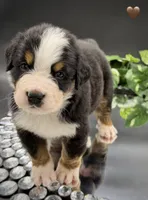 Brown Collar, a male Bernese Mountain Dog for sale in Columbus, US – 5 of 10