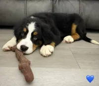 Dark Blue Collar, a male Bernese Mountain Dog for sale in Kingston, OH – 5 of 10