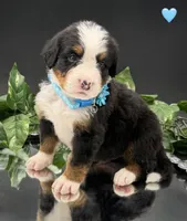 Light Blue, a male Bernese Mountain Dog for sale in Columbus, US – 3 of 10