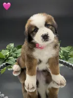 Pink Collar, a female Bernese Mountain Dog and Saint Bernard for sale in Kingston, OH – 1 of 10