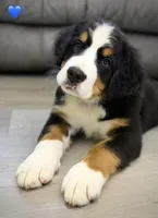 Dark Blue Collar, a male Bernese Mountain Dog for sale in Kingston, OH – 3 of 10