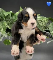 Dark Blue Collar, a male Bernese Mountain Dog for sale in Columbus, US – 4 of 10