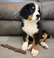 Orange Collar , a male Bernese Mountain Dog for sale in Kingston, OH – 4 of 10