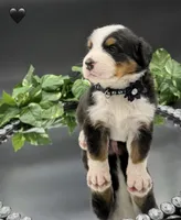 Black Collar , a male Bernese Mountain Dog for sale in Columbus, US – 7 of 7