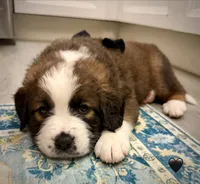 Black Collar, a female Bernese Mountain Dog and Saint Bernard for sale in Columbus, US – 5 of 9