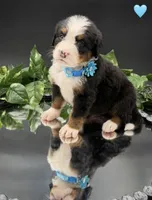 Light Blue, a male Bernese Mountain Dog for sale in Columbus, US – 2 of 10