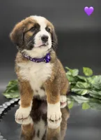 Purple Collar, a female Bernese Mountain Dog and Saint Bernard for sale in Kingston, OH – 9 of 10