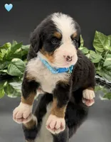 Light Blue, a male Bernese Mountain Dog for sale in Columbus, US – 10 of 10