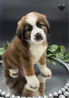 Black Collar, a female Bernese Mountain Dog and Saint Bernard for sale in Kingston, OH – 5 of 10